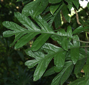 Aralidium pinnatifidum