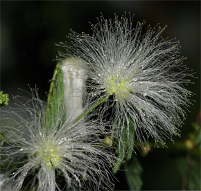Calliandra tetragona